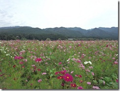 関川村コスモスパーク