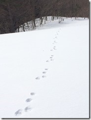 小動物の足跡発見