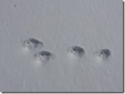 小動物の足跡発見