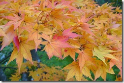 鷹の巣吊り橋付近の紅葉