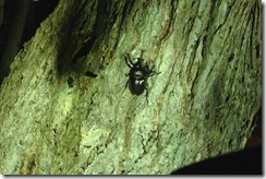 木に止まっているカブト虫発見