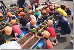 一生懸命お花を植える園児達
