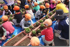 一生懸命お花を植える園児達