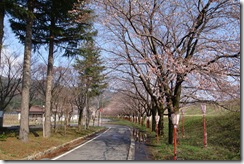 高瀬の桜堤